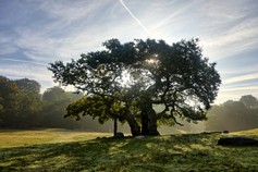 vallei van de bomen (14).jpg