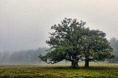 vallei van de bomen (16).jpg