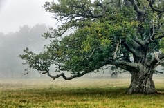 vallei van de bomen (18).jpg