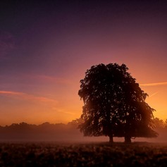 vallei van de bomen (2).jpg