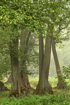 vallei van de bomen (20).jpg