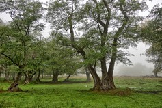 vallei van de bomen (21).jpg