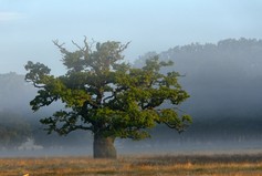 vallei van de bomen (9).jpg