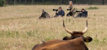 slideshow tauros 02.jpg