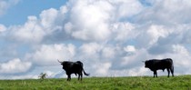 slideshow tauros 06.jpg