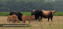 slideshow tauros 09.jpg
