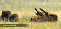 slideshow tauros 110.jpg