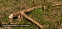 slideshow tauros 11.jpg
