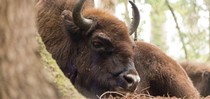 slideshow tauros 120.jpg