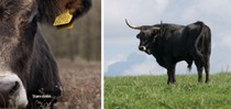 slideshow tauros 12.jpg