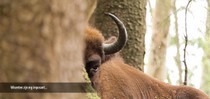 slideshow tauros 130.jpg
