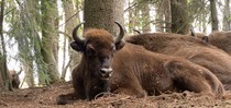 slideshow tauros 140.jpg