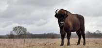 slideshow tauros 150.jpg