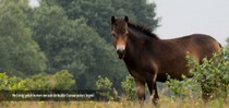 slideshow tauros 17.jpg
