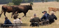 slideshow tauros 20.jpg
