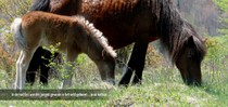 slideshow tauros 22.jpg